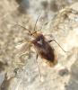 Lygus sp.